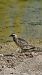 Eurasian Dotterel  - Jessica Bernal Antón