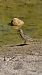 Eurasian Dotterel  - Jessica Bernal Antón