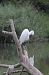 Martinet blanc (Egretta garzetta) © Angel Badal