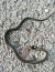 Culebra de collar europea (Natrix helvetica) © Carina Domenech