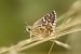 Merlet rogenc (Pyrgus cirsii) © Oriol Soler Ferrer
