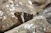 Bruixa (Brintesia circe) © Oriol Soler Ferrer