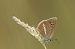 Blaveta de ratlla blanca (Polyommatus damon) © Oriol Soler Ferrer
