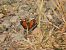 Saltabardisses de solell (Pyronia cecilia) © Anna Prades Nebot