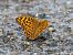 Argentada comuna (Argynnis paphia) © Lucia Pg