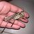 Dectic d'ales llargues (Decticus albifrons) © Miquel Alemany Fumàs