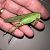 Tettigoniidae sp. © Miquel Alemany Fumàs