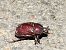 Phyllognathus excavatus © Carlos Alvarez-Cros