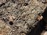 Myrmecophilus fuscus © Carlos Alvarez-Cros