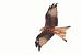 Milà reial (Milvus milvus) © Joaquim Bonfill