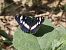 Nimfa mediterrània (Limenitis reducta) © Josep Escolà