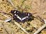 Nimfa mediterrània (Limenitis reducta) © Josep Escolà