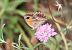 Southern Gatekeeper (Pyronia cecilia) © Toni Alonso Jardí