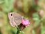 Sàtir petit (Satyrus actaea) © Toni Alonso Jardí