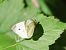 Blanqueta perfumada (Pieris napi) © Toni Alonso Jardí