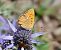 Coure roent (Lycaena virgaureae) © Toni Alonso Jardí