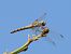 Pipa vinosa (Trithemis annulata) © Xavier Elizondo