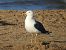 Gavià fosc (Larus fuscus) © Xavier Elizondo