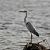 Grey Heron (Ardea cinerea) © Jordi Castellet Figueras