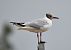 Black-headed Gull (Chroicocephalus ridibundus) © Jordi Castellet Figueras