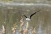 Black-winged Stilt (Himantopus himantopus) © Jordi Castellet Figueras