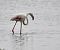 Greater Flamingo (Phoenicopterus roseus) © Jordi Castellet Figueras