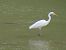 Agró blanc (Ardea alba) © Roger Fornos