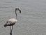Flamenc (Phoenicopterus roseus) © Roger Fornos