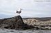 Gavià argentat (Larus michahellis) © Miquel Àngel Pérez-de-Gregorio Capella