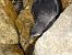 Baldriga balear (Puffinus mauretanicus) © Andrew Clarke