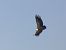 Voltor comú (Gyps fulvus) © Andrew Clarke