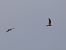 Black Kite - Andrew Clarke