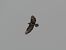 Common Buzzard - Andrew Clarke
