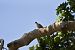 Xixella (Columba oenas) © David Gispert