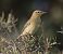 Mosquiter de passa (Phylloscopus trochilus) © David Gispert