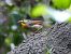 Rossinyol del Japó (Leiothrix lutea) © Josep M. Palau Garrabou