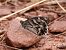 Faune de ziga-zaga (Hipparchia fidia) © Josep M. Palau Garrabou