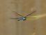 Emperador blau (Anax imperator) © Josep M. Palau Garrabou
