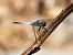 Parot cuanegre (Orthetrum cancellatum) © Josep M. Palau Garrabou
