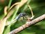 Parot blau (Orthetrum coerulescens) © Josep M. Palau Garrabou