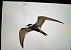 Whiskered Tern - Susagna Crosas