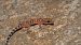 Dragó rosat (Hemidactylus turcicus) © Pol Sar