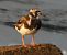 Ruddy Turnstone (Arenaria interpres) © Xavier Tomás