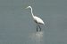 Great Egret (Ardea alba) © Raül Miralta Gamisans