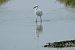 Little Egret (Egretta garzetta) © Raül Miralta Gamisans