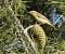 Mosquiter de passa (Phylloscopus trochilus) © Autor ocult