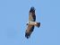 Booted Eagle (Hieraaetus pennatus) © Marta Fontseca
