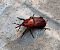 Rhynchophorus ferrugineus © Josep Maria Solé Molins