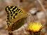 Pandora (Argynnis pandora) © Josep Maria Solé Molins