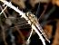 Parot cuanegre (Orthetrum cancellatum) © Josep Maria Solé Molins